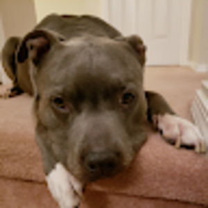 Meet your Posher, Angel